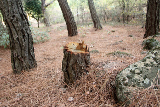 Best Storm Damage Tree Cleanup  in , NY