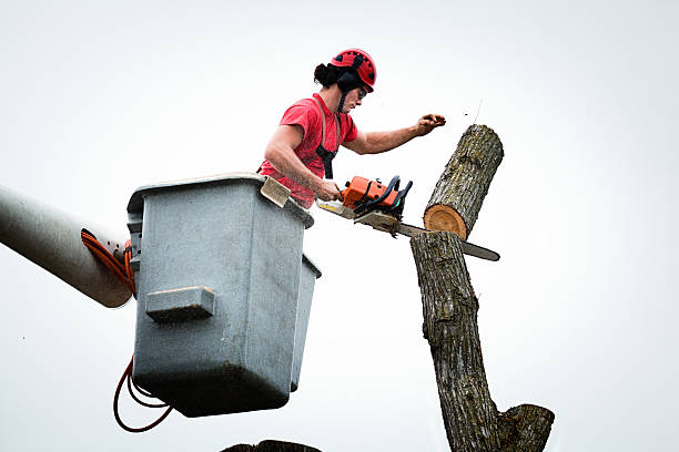 Best Tree Mulching  in , NY