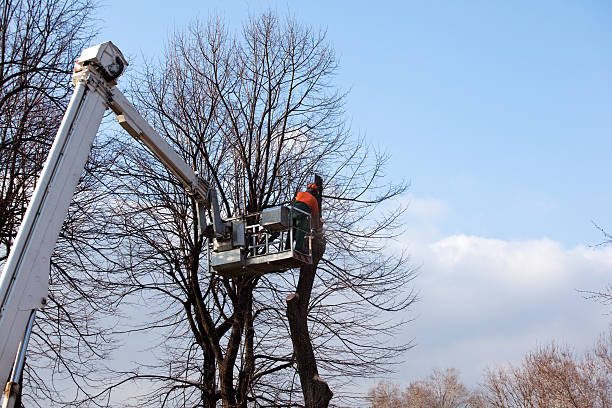 Best Emergency Tree Removal  in , NY